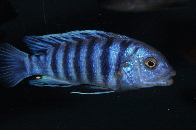 Labidochromis zebroides 'Masimbwe Island'